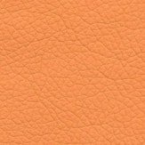 Zeus orange